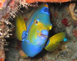 Queen Angel in Cozumel. by Eric Beckley 